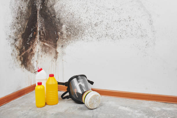Best Black Mold Remediation in Waller, TX