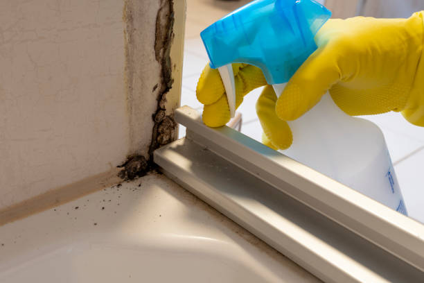 Best Attic Mold Remediation in Waller, TX