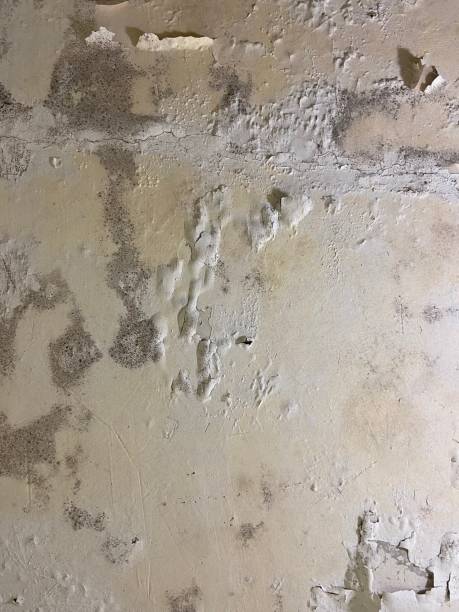 Best Emergency Mold Remediation in Waller, TX